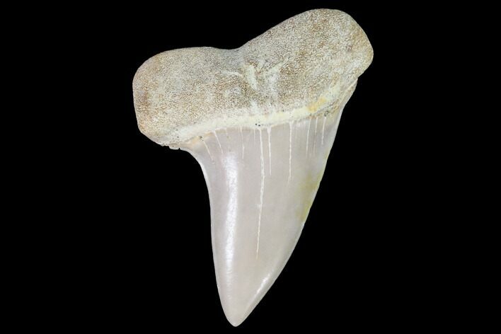 Mako Shark Tooth Fossil - Sharktooth Hill, CA #94656
